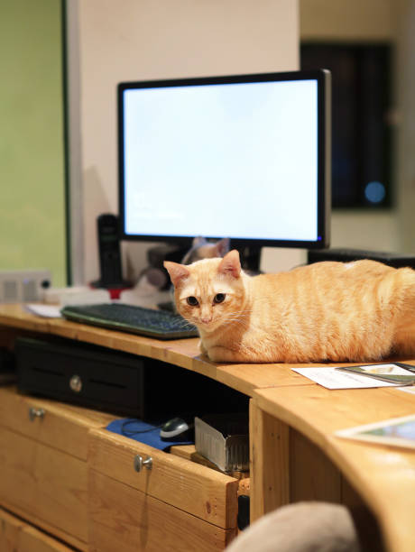 istock Cute ginger cat lying on a wooden desk near computer screen. 1331587162