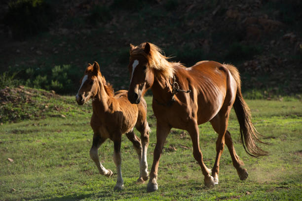 istock Two horses live in harmony on the mountain grassland 1331587195