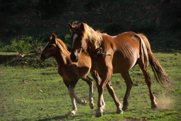 istock Two horses live in harmony on the mountain grassland 1331587196