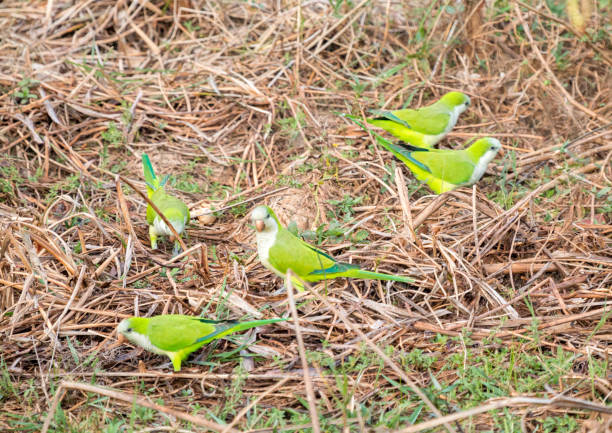 Monk Parakeet (Myiopsitta monachus) in The Pantanal, Brazil