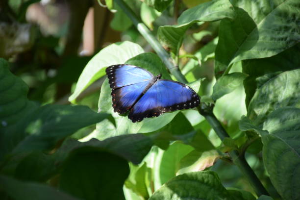 istock Blue Butterfly Perched on Leafy Plant 1331589004