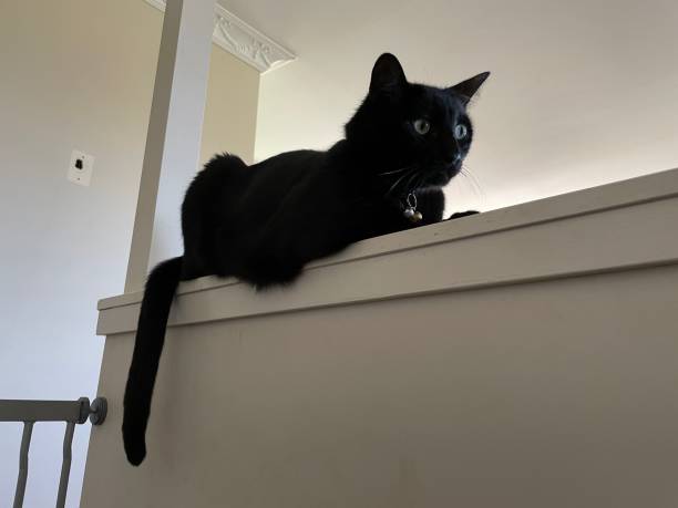 istock A black house cat sitting on a bench 1331589991