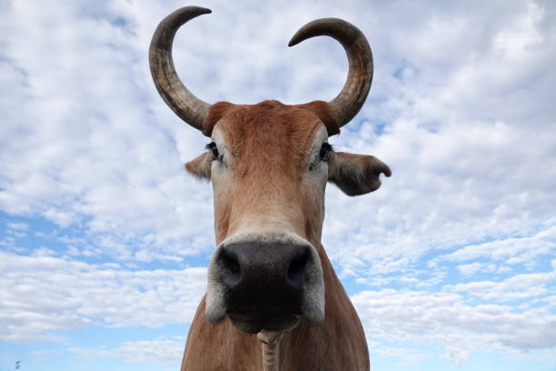 istock Close up portrait of Brahman steer 1331590055
