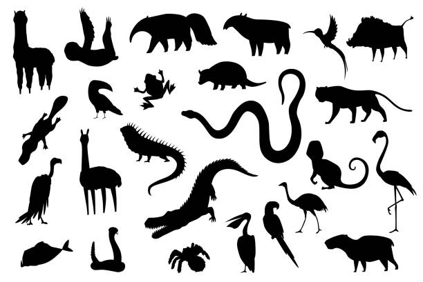 Silhouette animals of south america. Nature fauna collection. Geographical local fauna. Mammals living on continent. Vector illustration Silhouette animals of south america. Nature fauna collection. Geographical local fauna. Mammals living on continent. Vector illustration. amazonia stock illustrations