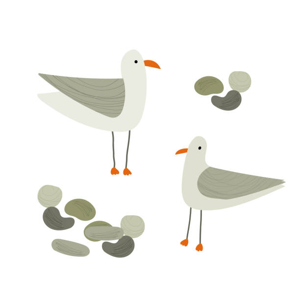 Hand drawn vector illustration of cartoon style seagulls. Isolated on white background. Hand drawn vector illustration of cartoon style seagulls. Isolated on white background seafowl stock illustrations