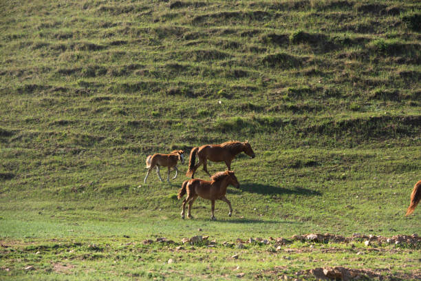 istock Free-range horses run on the mountain grassland 1331592462