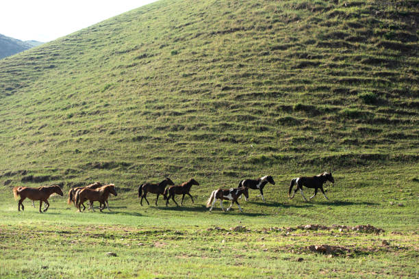 istock Free-range horses run on the mountain grassland 1331592597