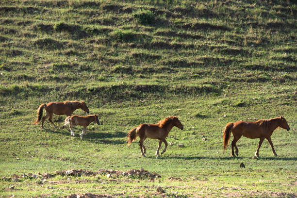 istock Free-range horses run on the mountain grassland 1331592744