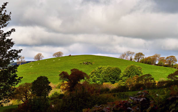 istock Scenic hill with grazing sheep and cattle Wales UK 1331592822