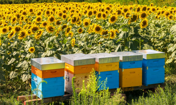 해바라기밭의 다채로운 벌집 - beehive rural scene bee outdoors 뉴스 사진 이미지