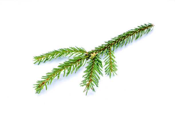 istock Fir branch isolated on white background 1331594167