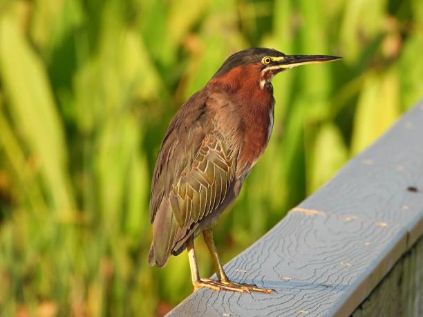 istock Green Heron (Butorides virescens) standing on a wood railing 1331594256