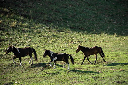 Free-range horses run on the mountain grassland.