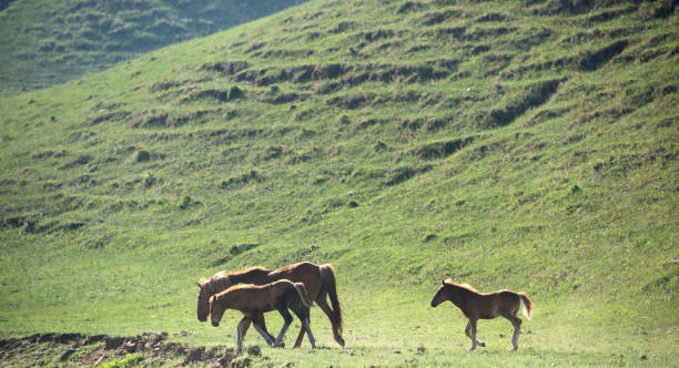 istock Free-range horses run on the mountain grassland 1331595218