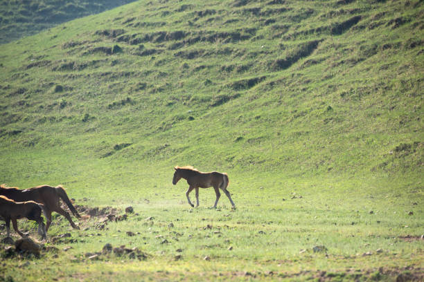 istock Free-range horses run on the mountain grassland 1331595358