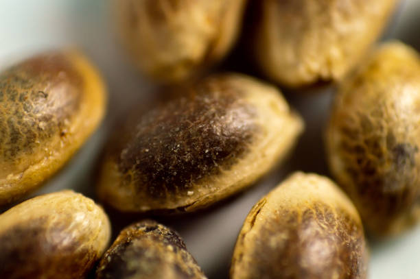 istock macro shot of cannabis hemp seeds. 1331596040