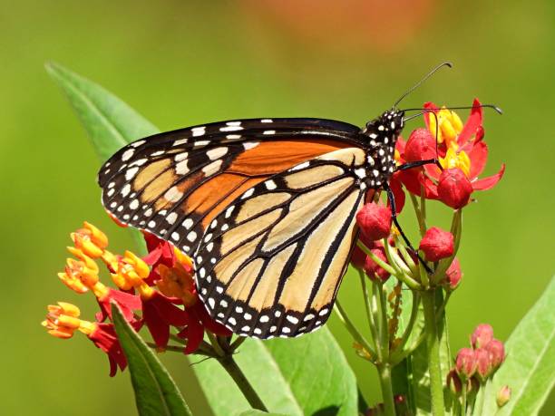 istock Monarch Butterfly (Danaus plexippus) on a Milkweed plant 1331596284