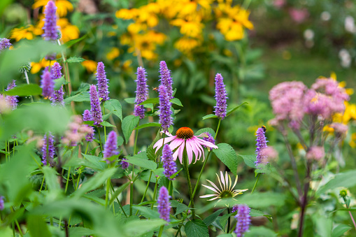 Blooming june or july summer cottage garden. Beautiful view with hosta, day-lily, catnip (nepeta) and wooden house on background