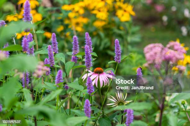 Summer Garden Stock Photo - Download Image Now - Coneflower, Perennial, Echinacea