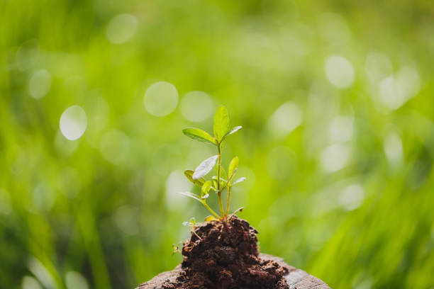 istock Young plant growing in garden 1331597581