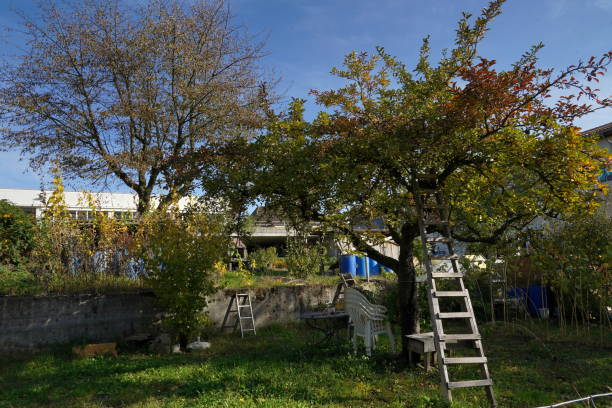 istock Garden on a clear autumn day. There is a ladder leaned on a fruit tree. The foliage is getting yellow. There are stapled plastic chairs around. 1331598584
