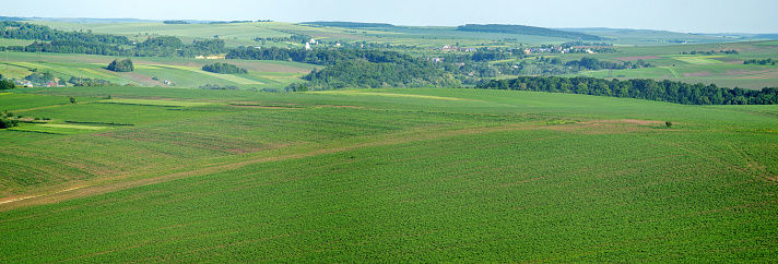 Beautiful panorama of a green field in summer in Ukraine