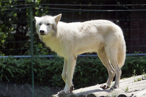 Arctic white wolf in a zoo