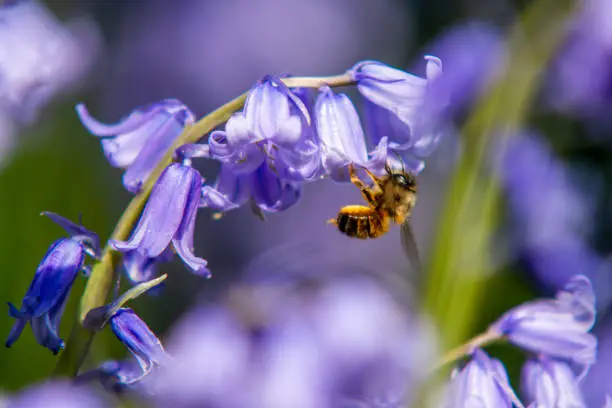 Photo of Red mason bee on bluebell
