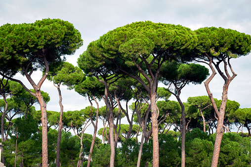 A group of Italian stone pine trees against a bright clear blue sky.