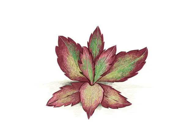 Vector illustration of Hand Drawn Sketch of Kalanchoe Longiflora Coccinea Succulent Plant