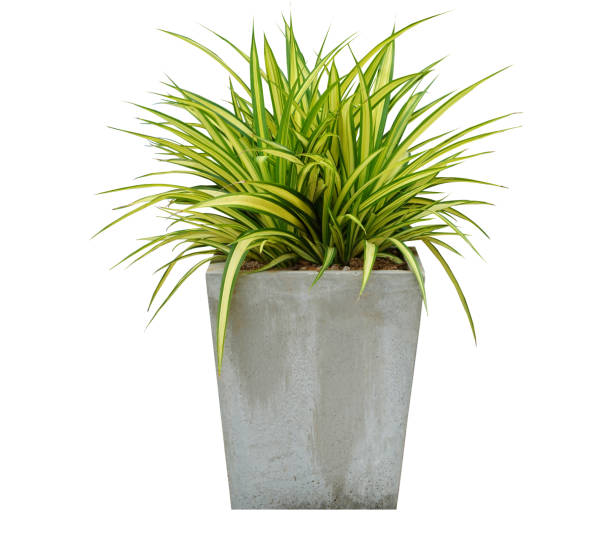 potted plants in white pots and concrete on a white background.