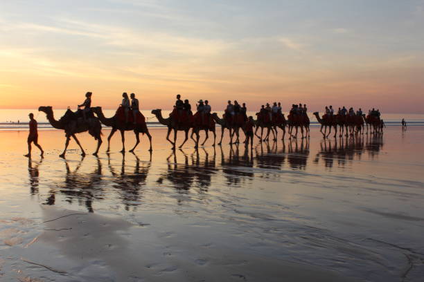 paseo en camello al atardecer - camel ride fotografías e imágenes de stock