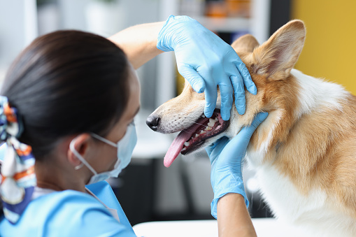 Veterinarian doctor examines dog oral cavity in clinic. Diseases of teeth in dogs concept