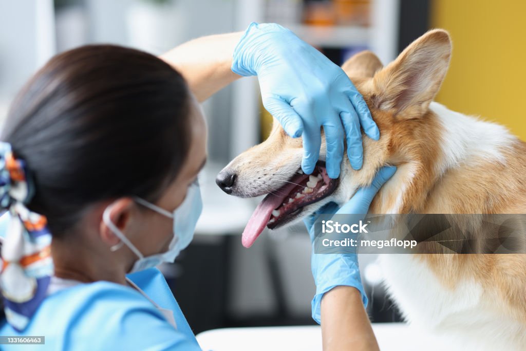 Veterinarian doctor examines dog oral cavity in clinic closeup Veterinarian doctor examines dog oral cavity in clinic. Diseases of teeth in dogs concept Veterinarian Stock Photo