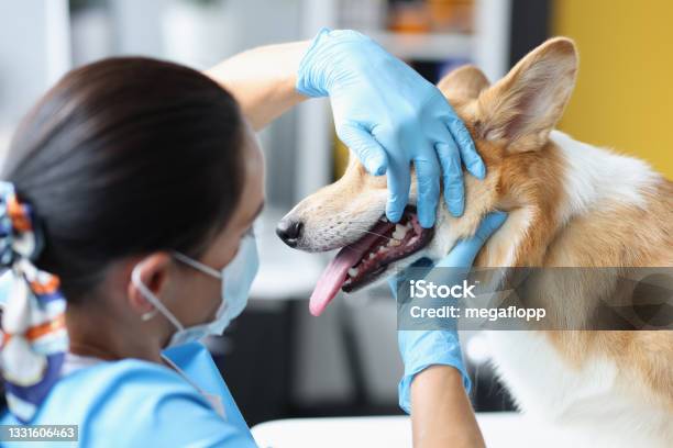 Veterinarian Doctor Examines Dog Oral Cavity In Clinic Closeup Stock Photo - Download Image Now