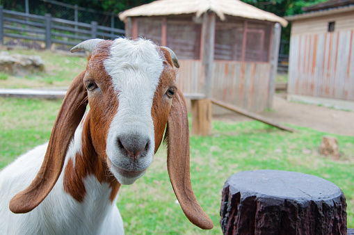 Closeup of Boer Goat. Capra aegagrus hircus.