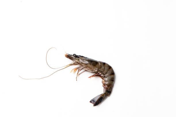 白い背景に新鮮な虎のエビ - black tiger shrimp ストックフォトと画像