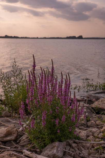 istock Purple flowers 1331609166