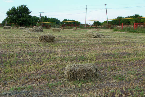 istock Field with square sheaves of hay 1331609516