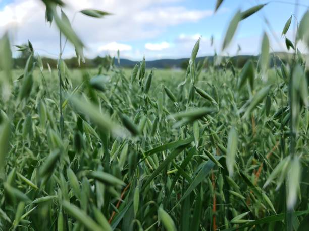istock The green oat field 1331609612