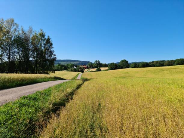 istock The summer oat field 1331610244