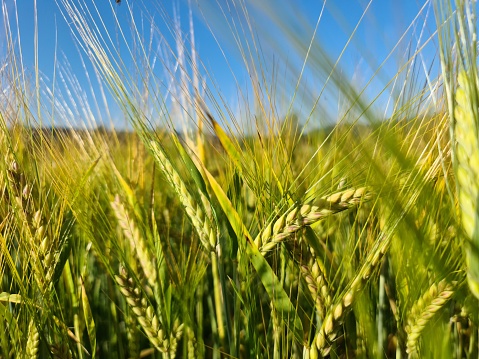The summer Norwegian barley field