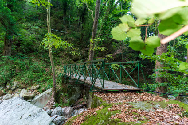 istock Wooden bridge in Pelion forest 1331614060