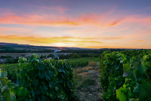 istock Row vine grape in champagne vineyards at montagne de reims 1331617567