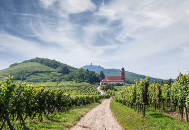 Wijnvelden en het kerkje van Orschwiller in de Elzas stock photo