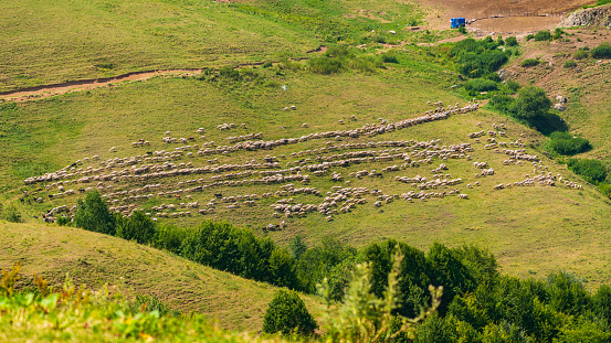 A herd of sheep grazing on a mountain slope
