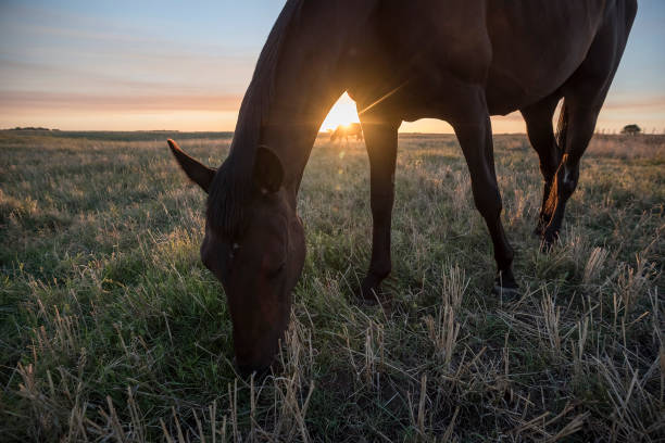 istock Horse in the field 1331621299
