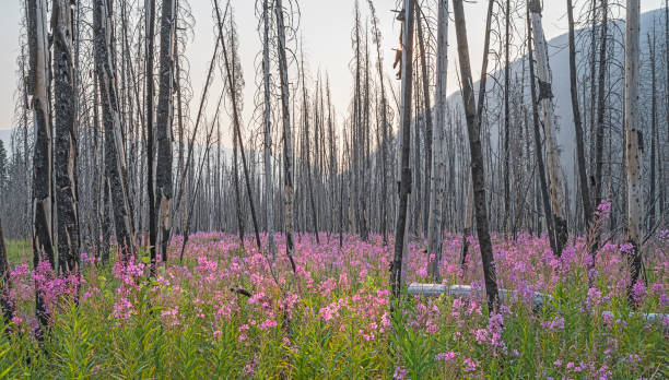 Fireweed after a Forest Fire in Kootenay National Park Fireweed (Chamaenerion angustifolium) growing among forest fire tree snags in Kootenay National Park, British Columbia, Canada flower mountain fireweed wildflower stock pictures, royalty-free photos & images