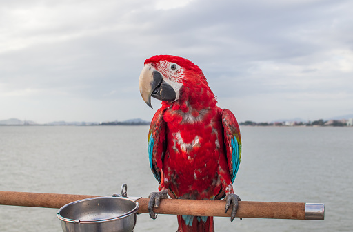 A beautiful red colored Parrot at the beach in Thaiand