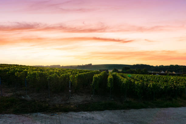 istock Row vine grape in champagne vineyards at montagne de reims 1331626338